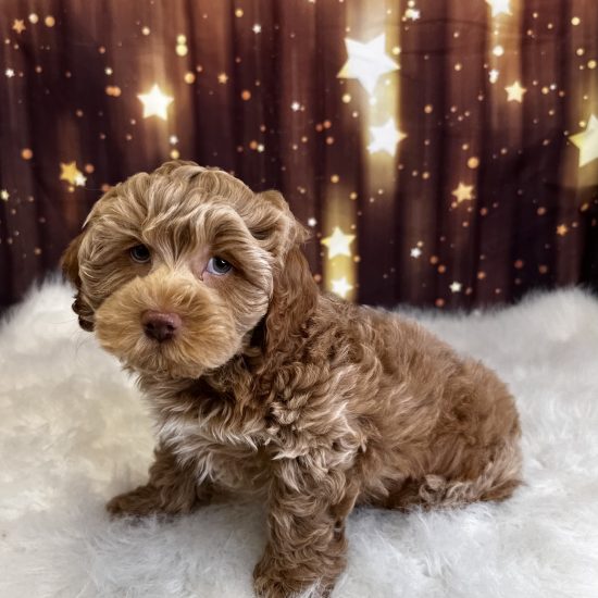 Cockapoo *Hybrid (M#1) My Name Is Cheddar (pny)