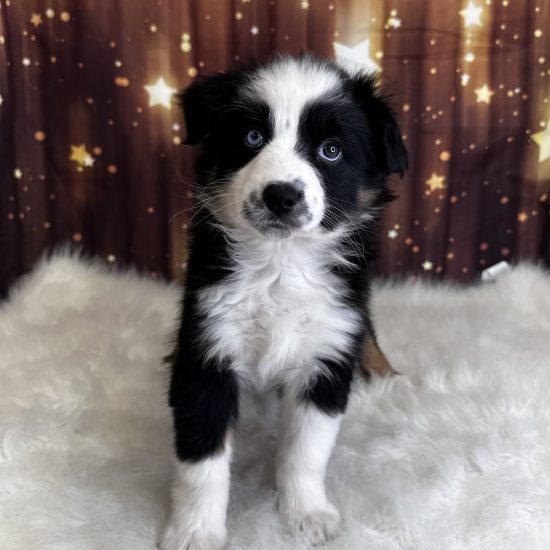 Australian Shepherd, Mini (M#4) My Name Is Avery (pny)