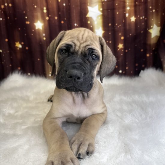 English Mastiff (M) My Name Is Emerson (pny)
