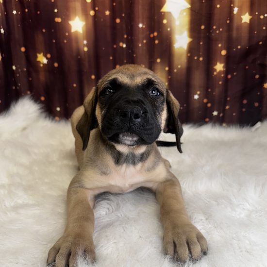 English Mastiff (F) My Name Is Ellie (pm)