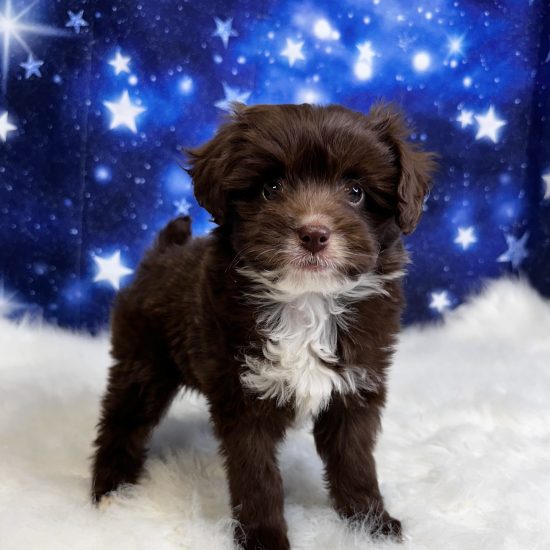 Aussiedoodle, Mini *Hybrid (F#2A) My Name Is Allison (pm)