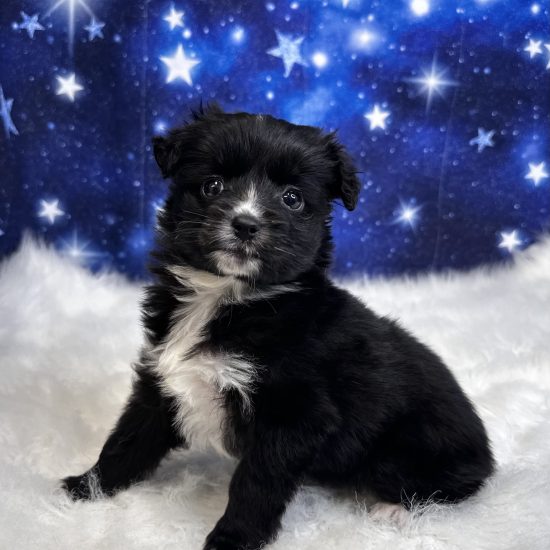 Aussiedoodle, Mini *Hybrid (F#2A) My Name Is Abigail (tpc)
