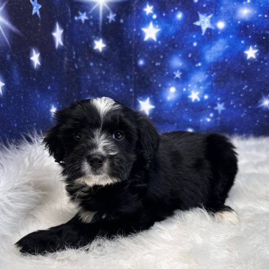 Aussiedoodle, Mini *Hybrid (M#2A) My Name Is Aaron (pp)