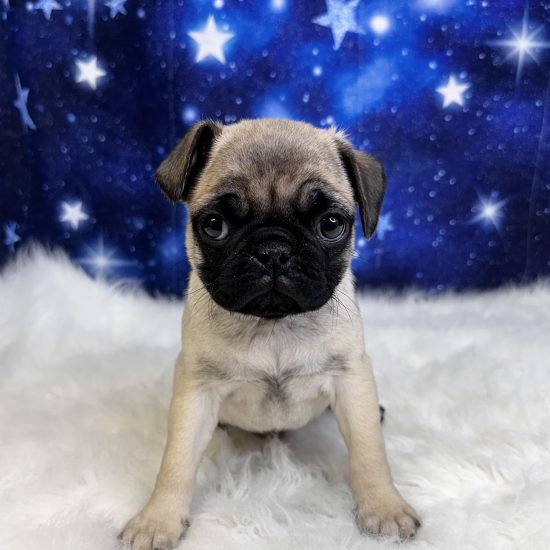 Pug (M#1) My Name Is Parker (tpc)