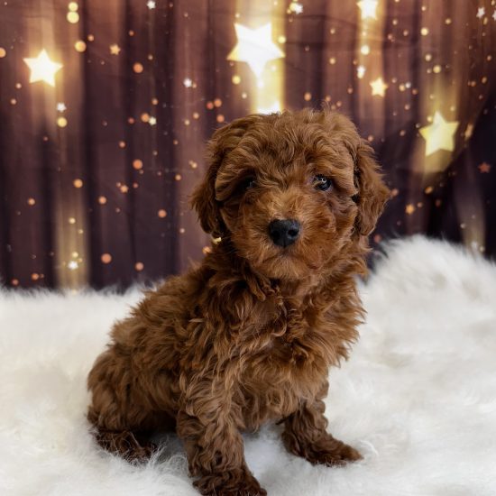 Poodle, Mini (M#1) My Name Is Prescott (pm)
