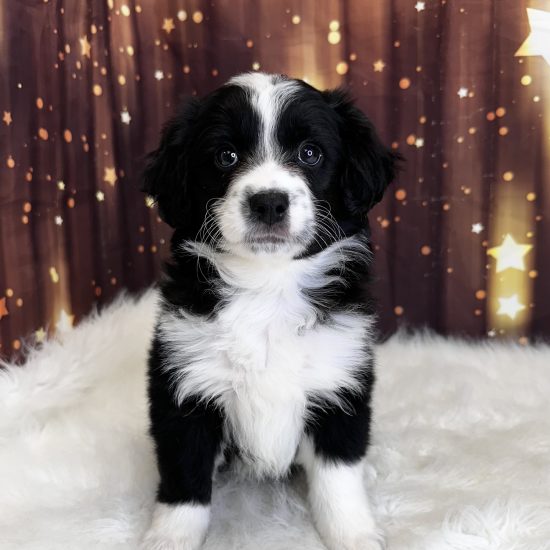 Aussiedoodle, Mini *Hybrid (M#2) My Name Is Alfie (pm)