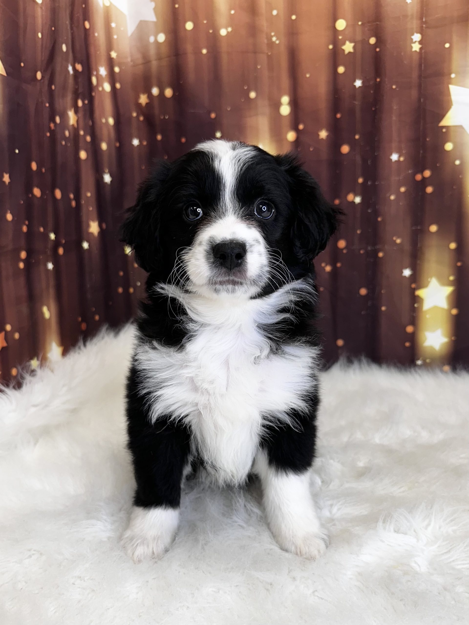 Aussiedoodle, Mini *Hybrid (M#2) My Name Is Alfie (pm) (Found a