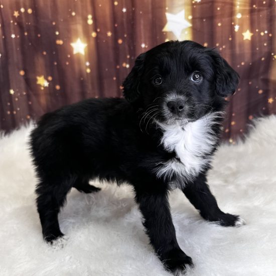 Aussiedoodle, Mini *Hybrid (F#2) My Name Is Annette (pny)