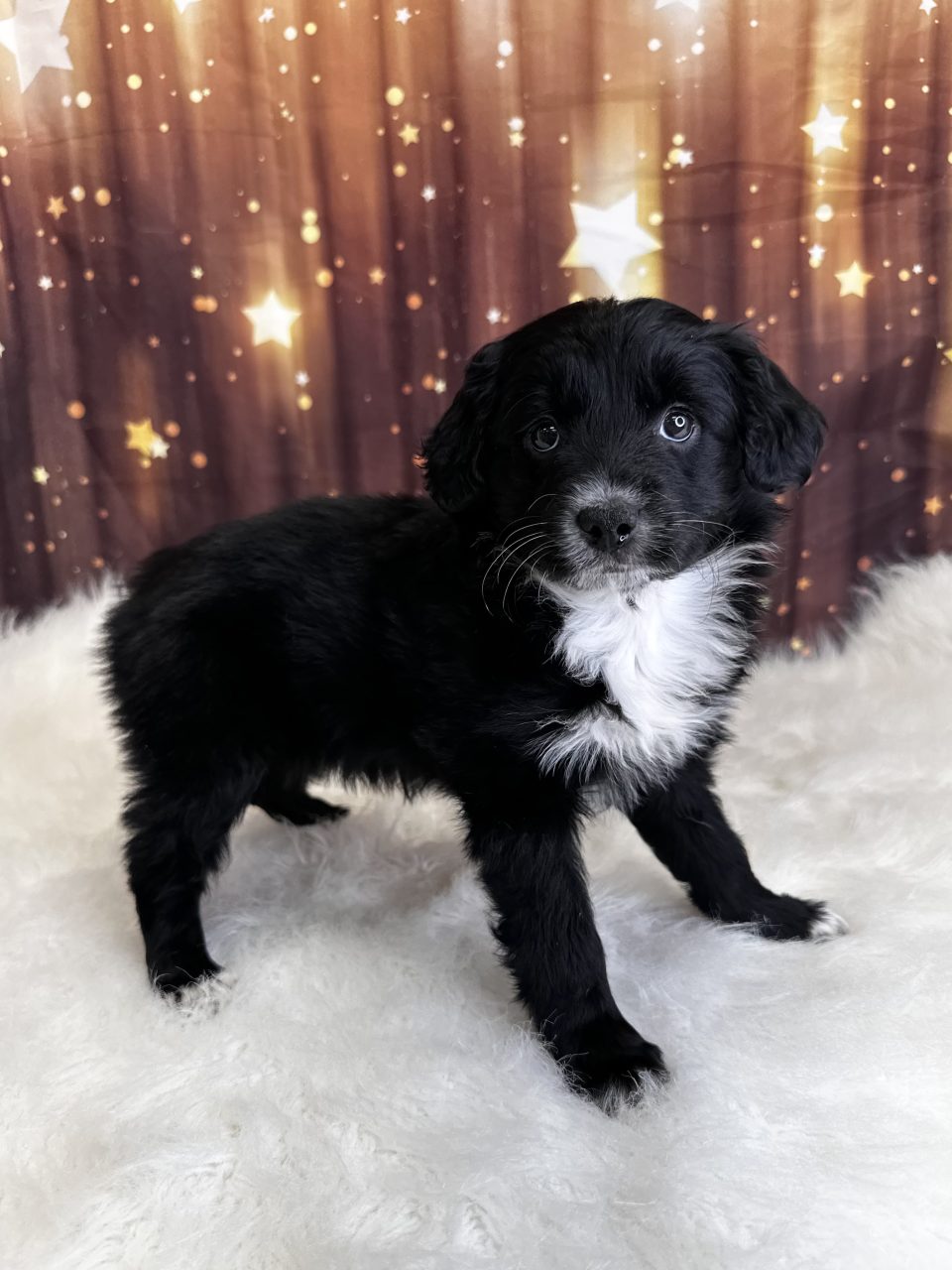 Aussiedoodle, Mini *Hybrid (F#2) My Name Is Annette (pm) – PAPuppy