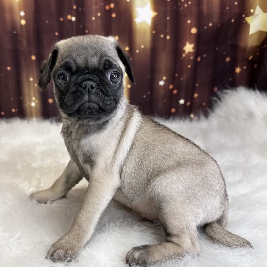 Pug (M#1) My Name Is Porter (pp)