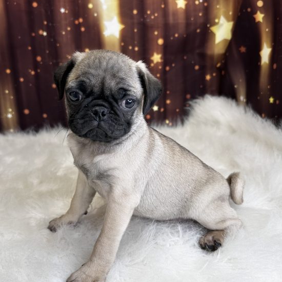 Pug (M#1) My Name Is Pablo (pny)