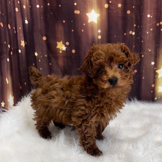 Poodle, Mini (F#1) My Name Is Paprika (pny)