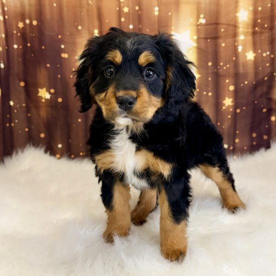 Bernese Mountain Dog, Mini, *Hybrid (F#1B) My Name Is Bluebell (pny)