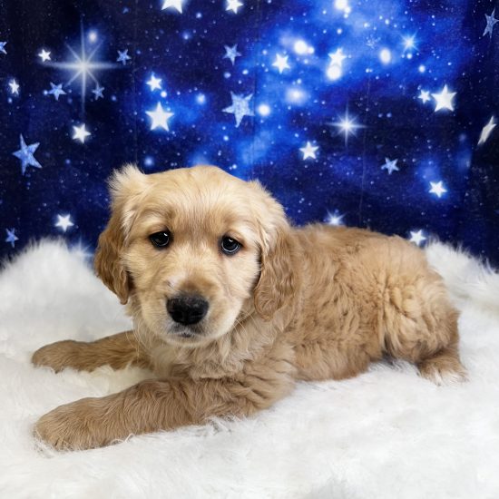 Golden Retriever (M) My Name Is Gumball (tpc)