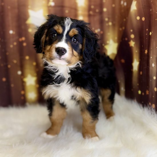 Bernese Mountain Dog, Mini, *Hybrid (M#1B) My Name Is Bryson (pny)