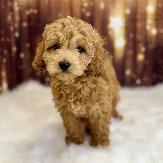 Goldendoodle, Mini, *Hybrid (M#1) My Name Is Gordy (pny)