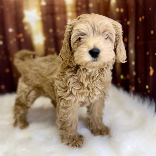 Goldendoodle, Mini, *Hybrid (F#1) My Name Is Gardenia (pny)