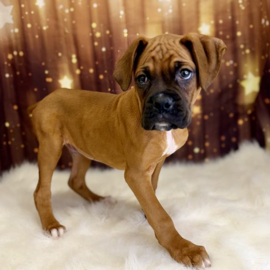 Boxer (M#1) My Name Is Booker (pny)