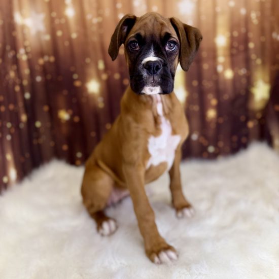 Boxer (F#1) My Name Is Beverly (pny)