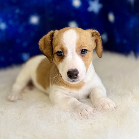 Jack Russell (M#3) My Name Is Jude (tpc)