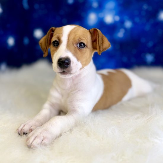 Jack Russell (M#3) My Name Is Jethro (tpc)