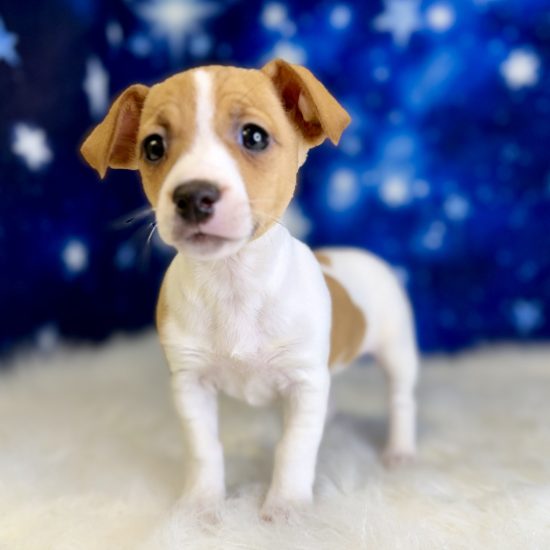 Jack Russell (F#3) My Name Is Jellybean (tpc)