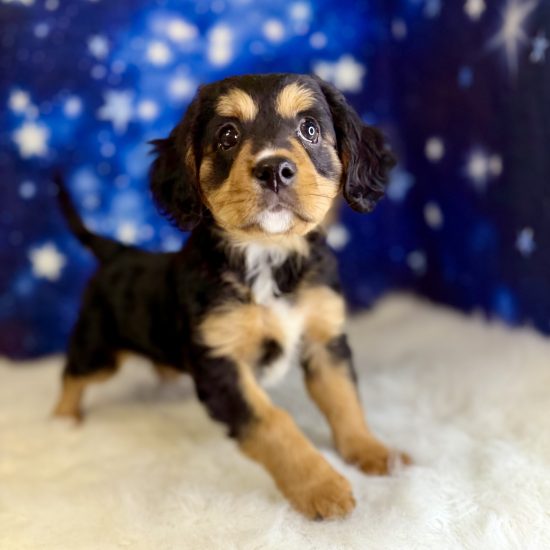 Bernese Mountain Dog, Mini, *Hybrid (F#1) My Name Is Brie (tpc)