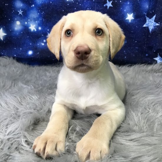 Labrador Retriever (F#4) My Name Is Lola (pm)