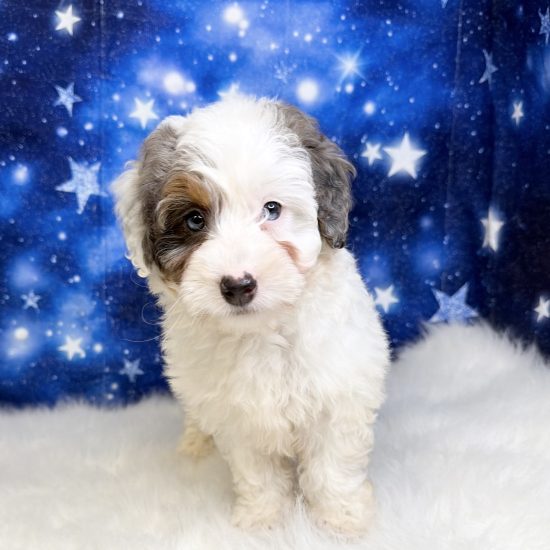 Bernadoodle, Mini *Hybrid (F#2B) My Name Is Bubbles (tpc)