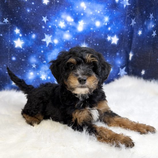 Bernadoodle, Mini *Hybrid (F#2) My Name Is Birdy (tpc)