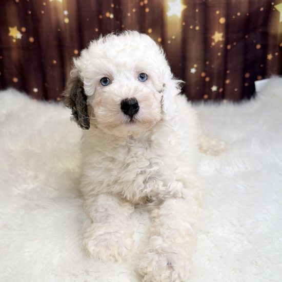 Bernadoodle, Mini *Hybrid (F#2) My Name Is Brielle (pny)