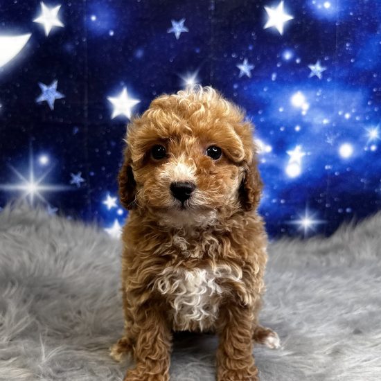 Poodle, Mini (M#2) My Name Is Peyton (tpc)