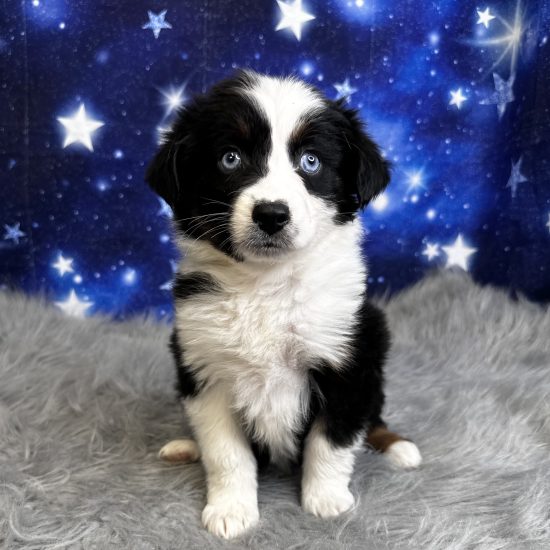 Australian Shepherd, Mini (F#5) My Name Is Aurora (tpc)