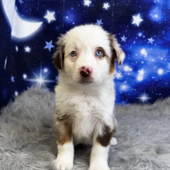 Australian Shepherd, Mini (M#5) My Name Is Artemis (tpc)
