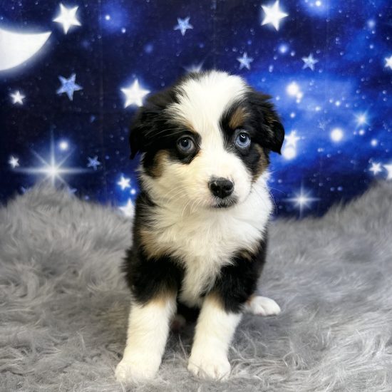 Australian Shepherd, Mini (F#5A) My Name Is Athena (tpc)