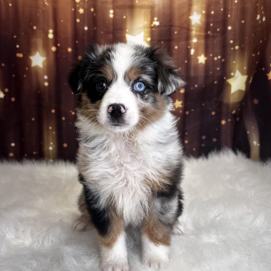 Australian Shepherd, Mini (M#5) My Name Is Andre (pny)