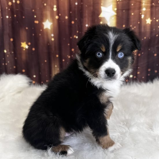 Australian Shepherd, Mini (M#5) My Name Is Archie (pny)