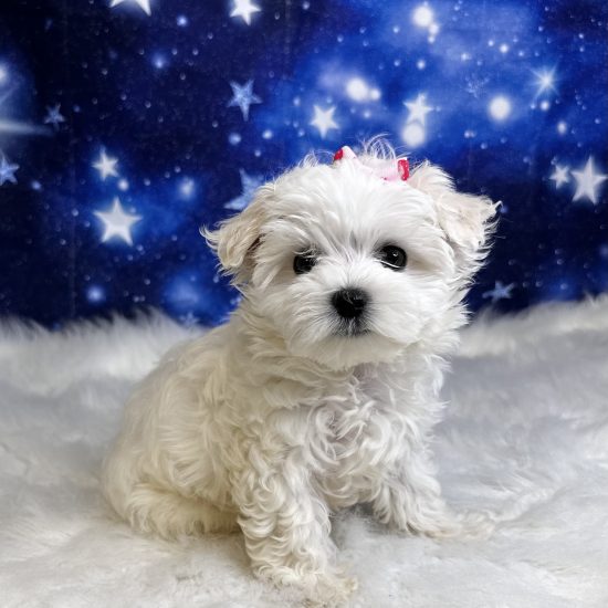Maltese (F) My Name Is Megan (tpc)