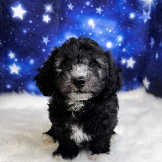 Havachon *Hybrid (M) My Name Is Harry (tpc)