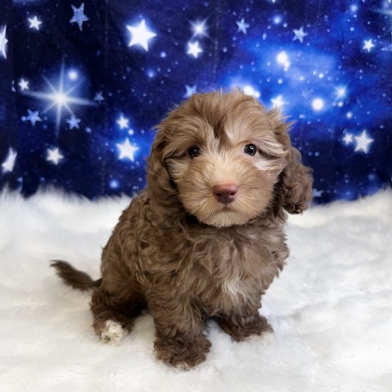 Havachon *Hybrid (F) My Name Is Heather (tpc)