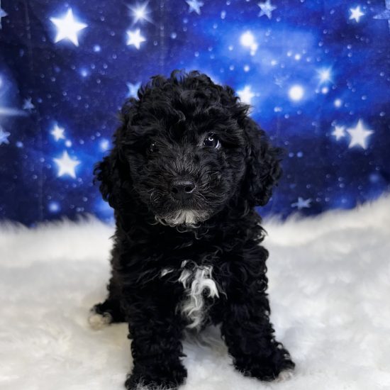 Havachon *Hybrid (M) My Name Is Horace (tpc)