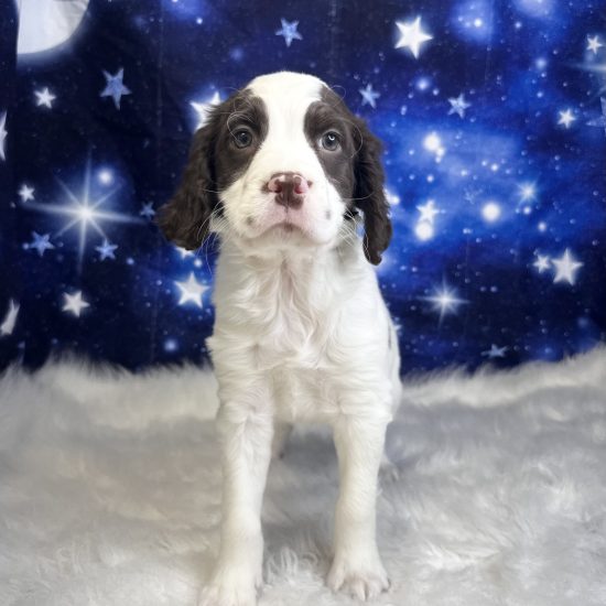 English Springer Spaniel (M) My Name Is Edwin (pm)