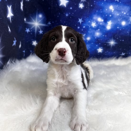 English Springer Spaniel (M) My Name Is Eric (pp)