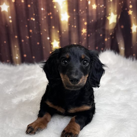 Dachshund, Mini (M) My Name Is Derek (pm) (Long Hair)