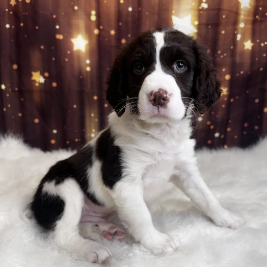 English Springer Spaniel (M) My Name Is Everett (pny)