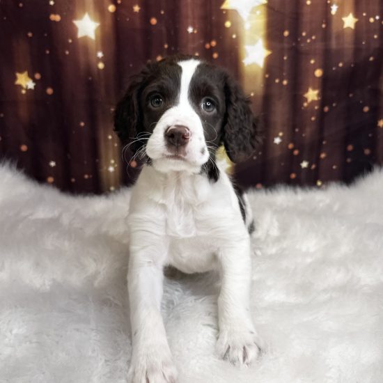 English Springer Spaniel (F) My Name Is Eliza (pny)