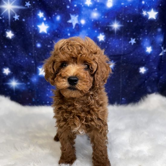 Poodle, Mini (M#3A) My Name Is Palmer (tpc)