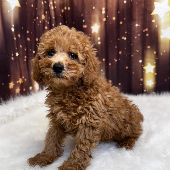 Poodle, Mini (M#3) My Name Is Prince (pny)
