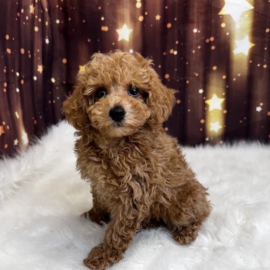 Poodle, Mini (F#3A) My Name Is Posey (pny)