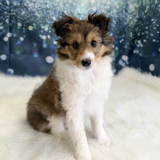 Shetland Sheepdog (F) My Name Is Sydney (pny)